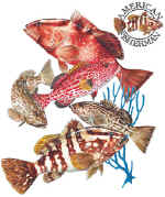 14028_Grouper Group.jpg (65911 bytes)