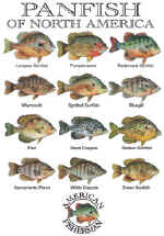 14090_Pan Fish.jpg (46934 bytes)