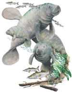 14094_Manatee.jpg (43440 bytes)