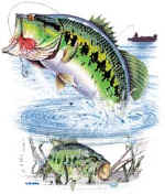 21114 Bass.jpg (25030 bytes)