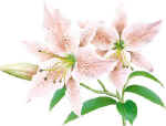 37016 Tiger Lilies.jpg (15666 bytes)