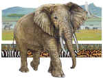 37225 Elephant.jpg (56991 bytes)
