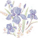 5651 Purple Iris.jpg (367643 bytes)