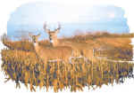 58030 Autumn Rendez.jpg (18368 bytes)