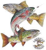 14089_TROUT Montage.jpg (59784 bytes)