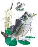 14099_Bass.jpg (46421 bytes)