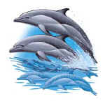 33004-35004 Dolphins.jpg (19019 bytes)