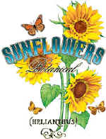 37269 Sunflowers 72dpi.jpg (64492 bytes)