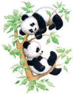 85273 Pandas in Tree.jpg (19835 bytes)